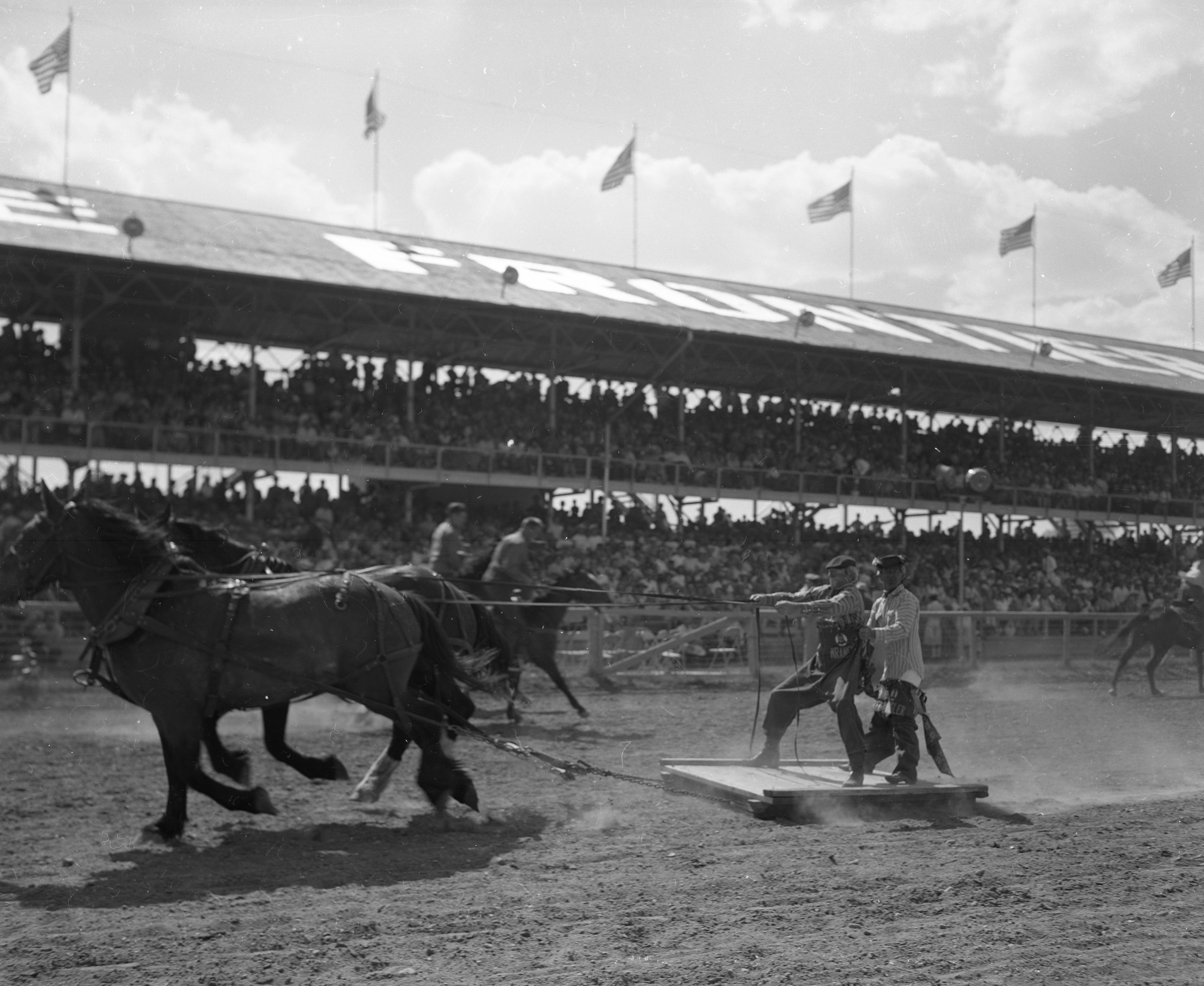 Rodeo clowns attempting to control horses while being pulled on a sled.