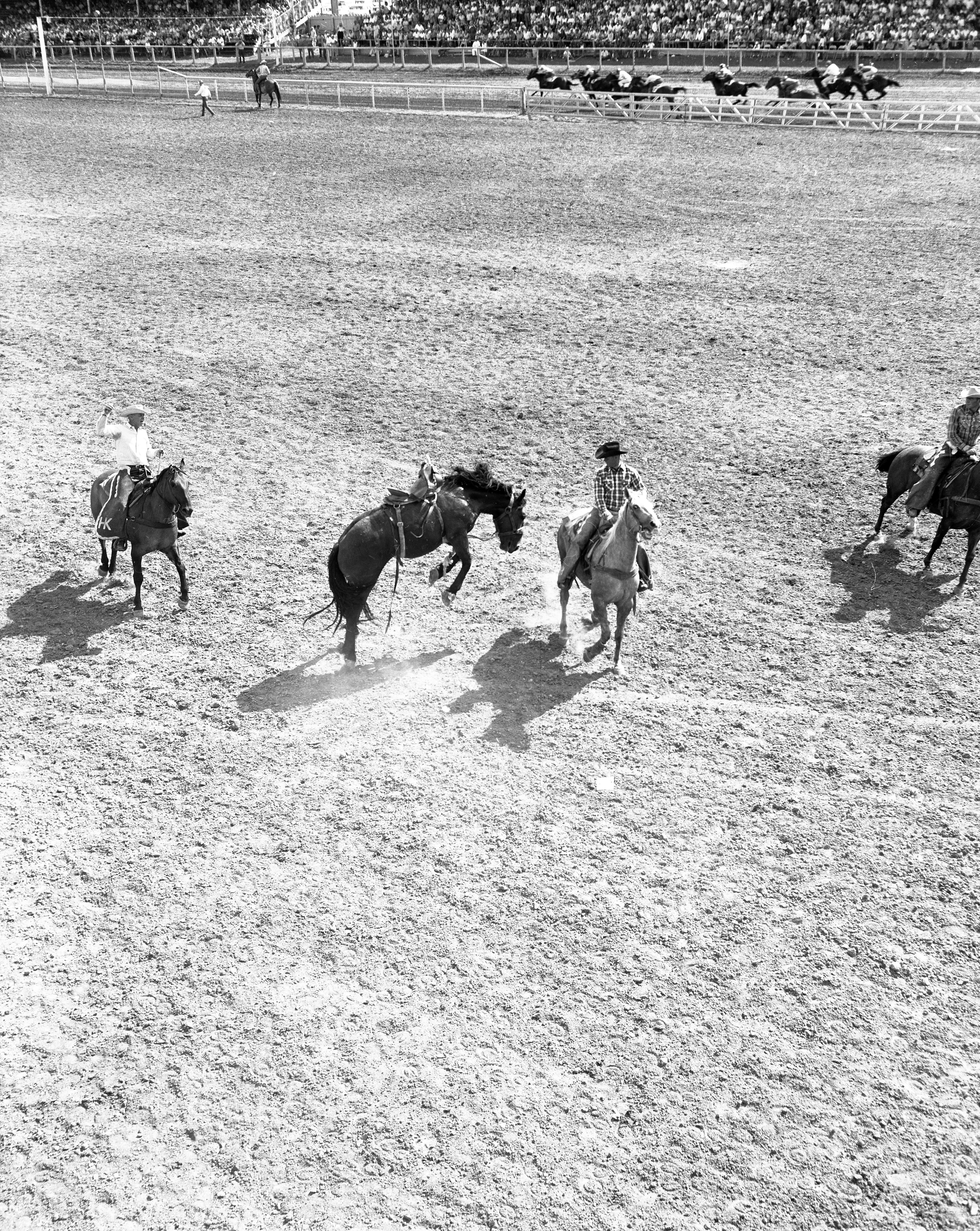 A horse bucking while being controlled by rider on another horse.